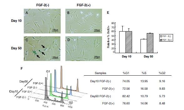 FGF2はTGFb2を抑制することで幹細胞の老化を防ぐCATEGORY最もよく読まれている記事